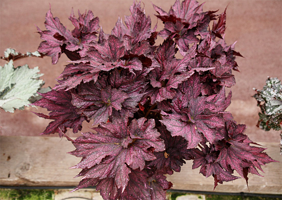 B. ‘Benikanzashi’